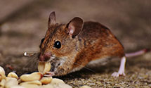 24 Hour & Emergency Exterminators in Mount Juliet, TN